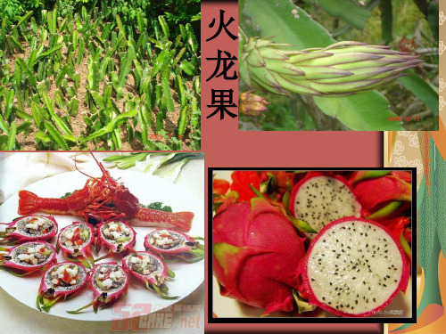 火龙果