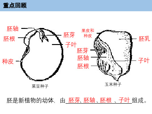 第一节种子的萌发课件人教版生物七年级上册