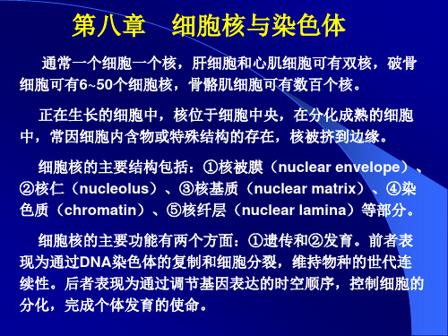 通常一个细胞一个核,肝细胞和心肌细胞可有双核,破骨细胞可有6(精)