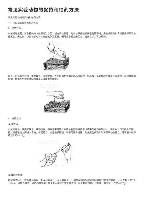 常见实验动物的捉持和给药方法