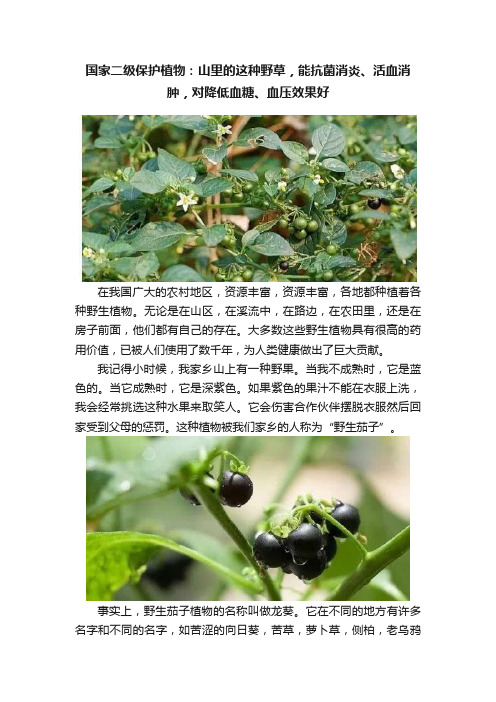 国家二级保护植物：山里的这种野草，能抗菌消炎、活血消肿，对降低血糖、血压效果好