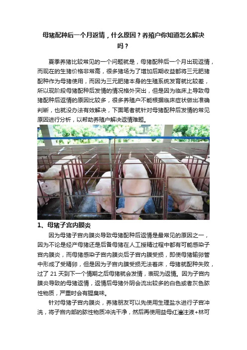 母猪配种后一个月返情，什么原因？养殖户你知道怎么解决吗？