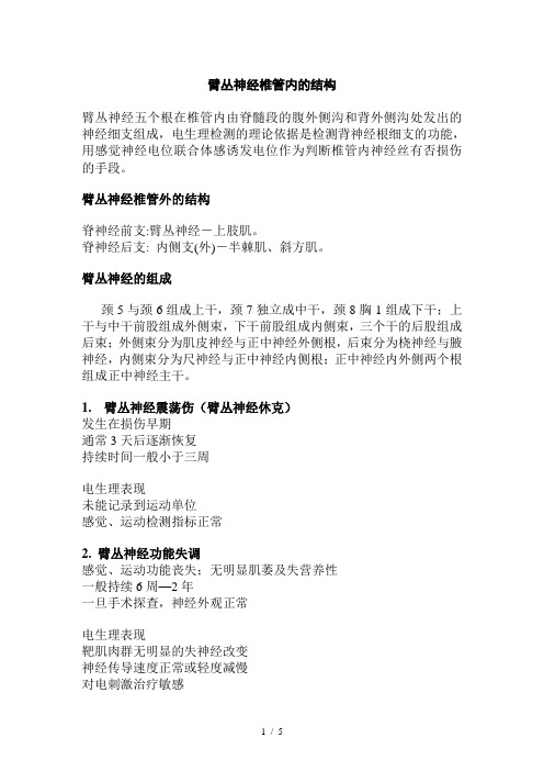 臂丛神经椎管内的结构
