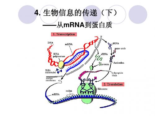 4.从mRNA到蛋白质