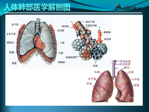 肺癌基础知识科普