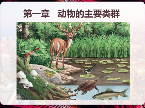 【人教版】生物八年级上册：5.1.4《鱼》教学 PPT