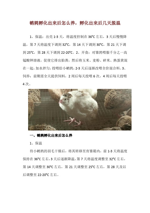 鹌鹑孵化出来后怎么养,孵化出来后几天脱温