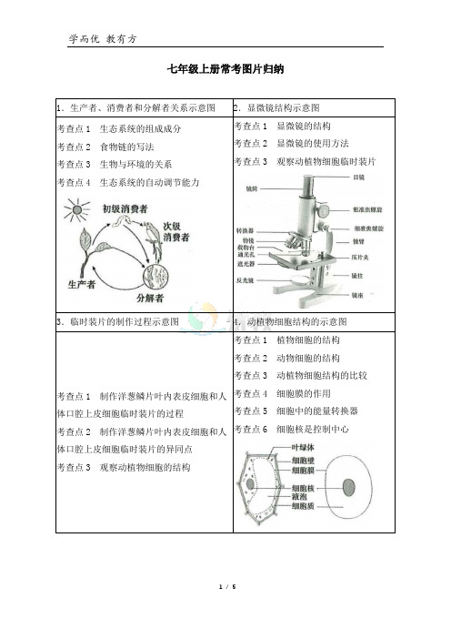 生物七年级(上)常考图片归纳