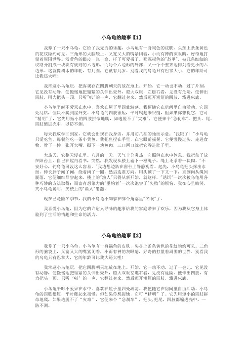 小乌龟的趣事作文
