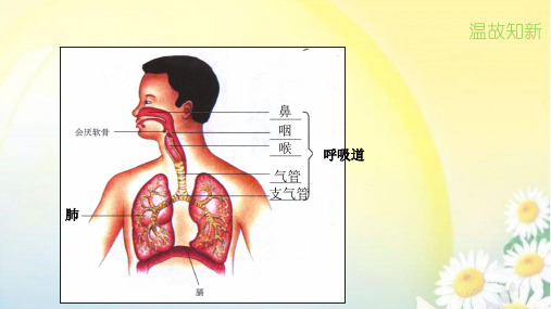 北京版七年级生物下第六章 生物的呼吸第一节人的呼吸3.肺的通气教学课件共19张PPT (共19张PP