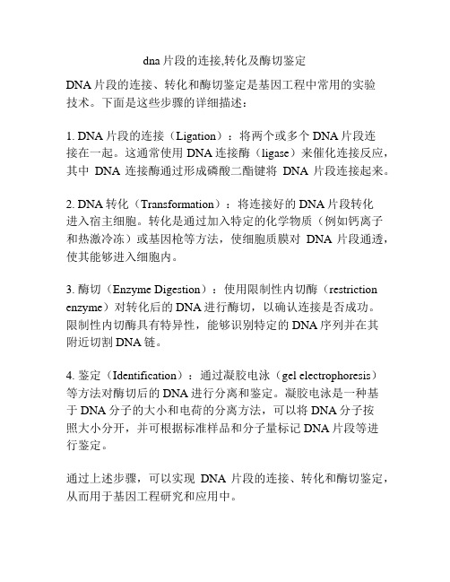 dna片段的连接,转化及酶切鉴定