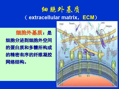 细胞外基质及其与细胞的相互作用