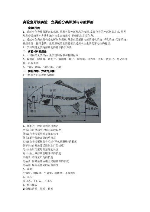 鱼类解剖实验报告