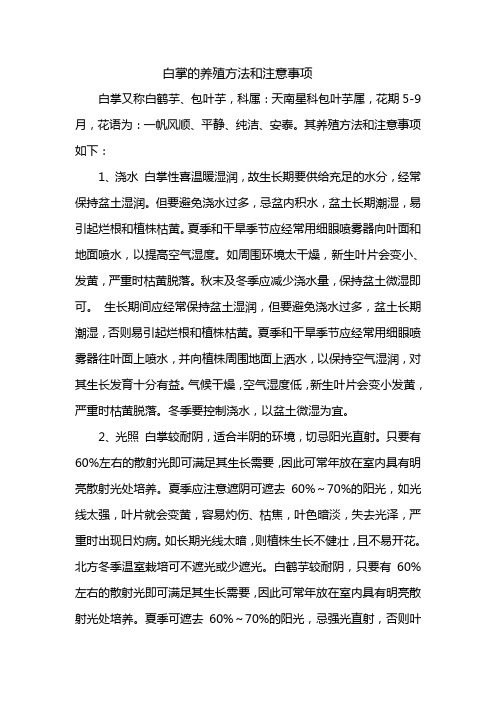 白掌的养殖方法和注意事项