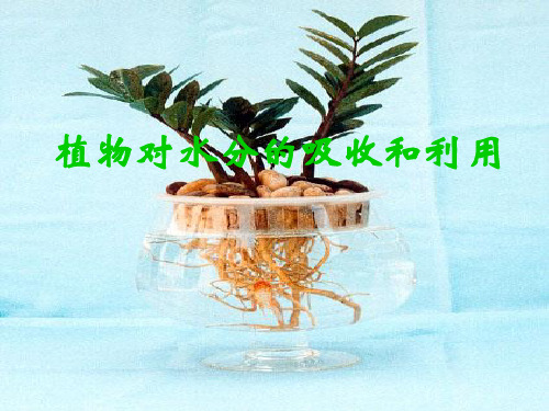 植物细胞吸水和失水的条件细胞液浓度大于外界溶液浓度