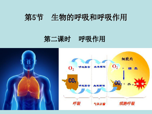 生物的呼吸和呼吸作用浙教版科学(精品)课件PPT1