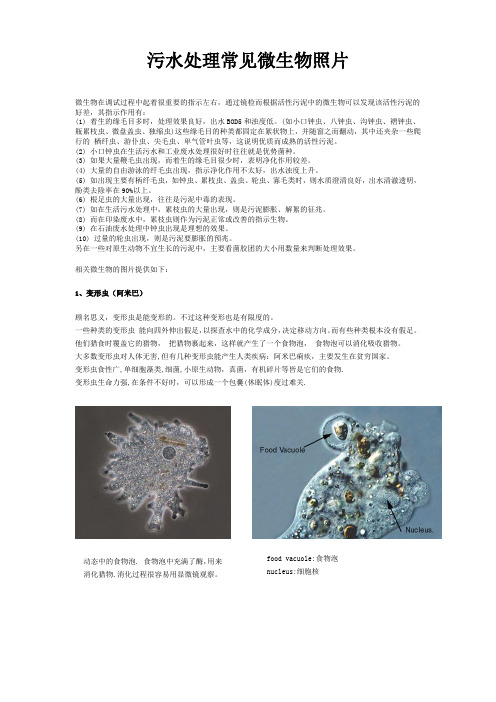 污水处理常见微生物照片