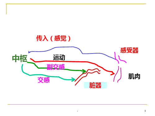 兽医药理学作用于传出神经的药物PPT课件