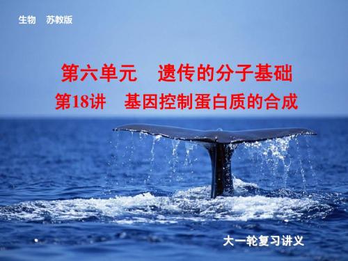 2014届高考(苏教版)生物大一轮课件:第18讲 基因控制蛋白质的合成(共94张PPT)