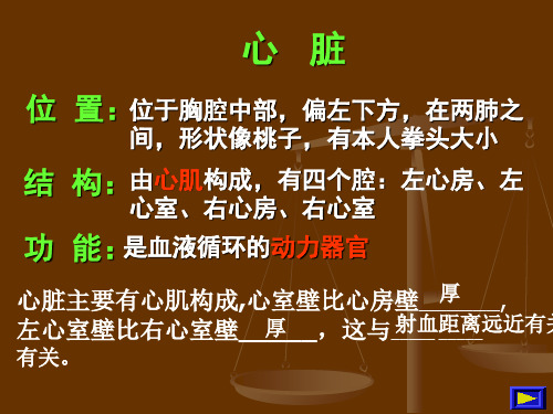 第二节 心脏精品文档19页