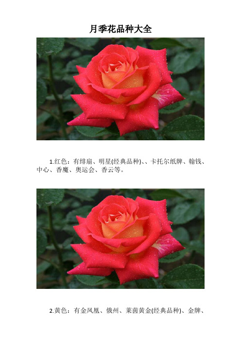 月季花品种大全