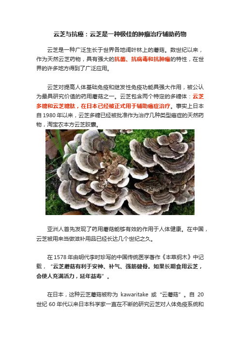 云芝与抗癌：云芝是一种极佳的肿瘤治疗辅助药物