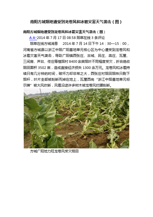 南阳方城烟地遭受到龙卷风和冰雹灾害天气袭击（图）