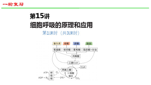 高三生物一轮复习课件23：细胞呼吸的原理和应用(第1课时)