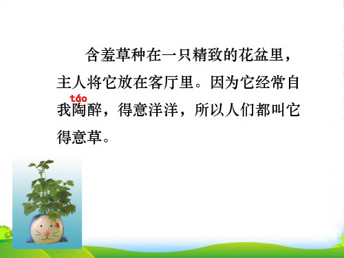 (沪教版)二年级语文下册课件 含羞草