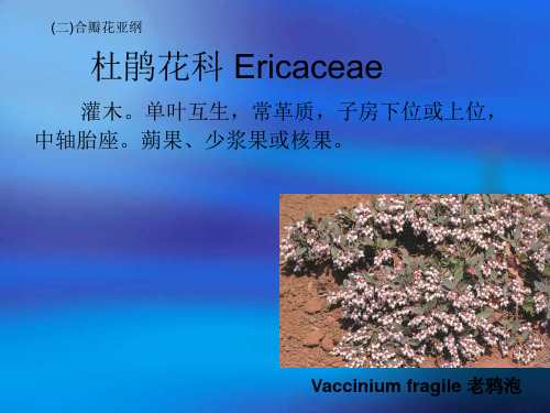 杜鹃花科Ericaceae-药用植物学课件