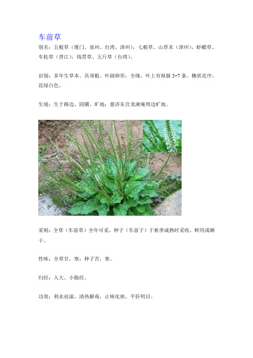 中草药、车前草