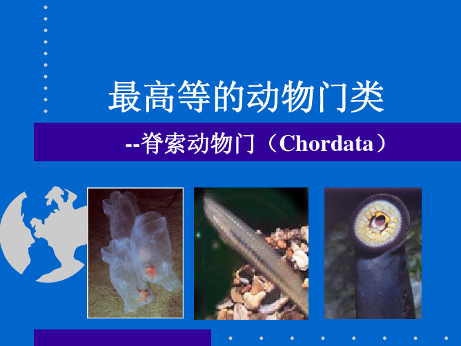 最高等的动物门类 --脊索动物门(Chordata)