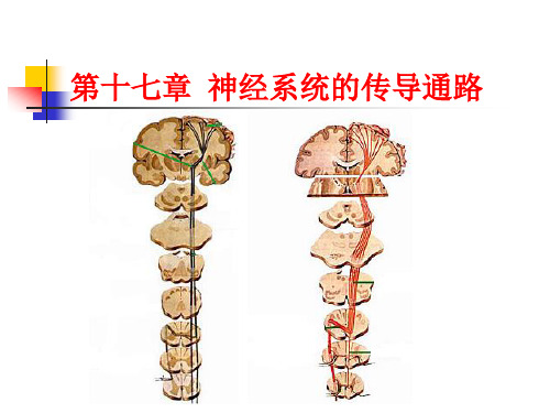 神经系统的传导通路