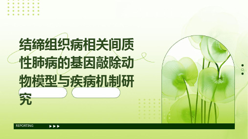 结缔组织病相关间质性肺病的基因敲除动物模型与疾病机制研究