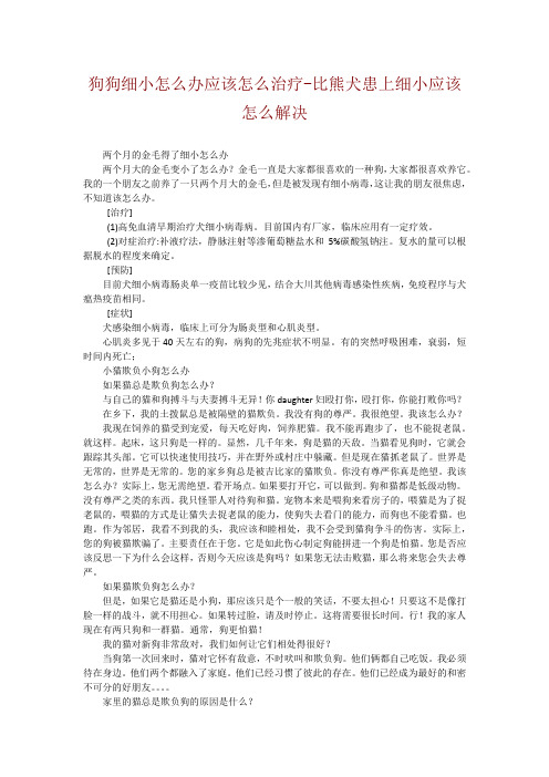 狗狗细小怎么办应该怎么治疗-比熊犬患上细小应该怎么解决