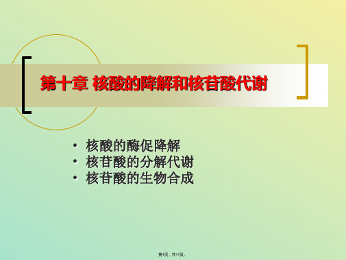 第十章 核酸的降解及核苷酸代谢(与“核苷酸”相关文档)共11张PPT