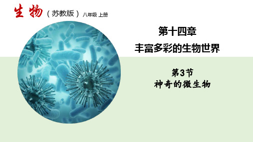 第三节神奇的微生物 课件 2021-2022学年苏教版八年级生物上册