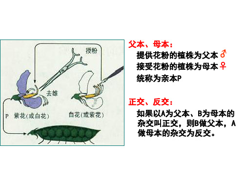 分离定律