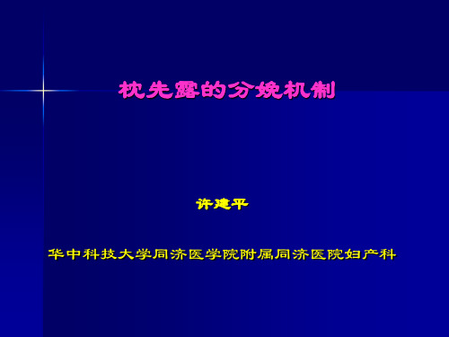 枕先露的分娩机制