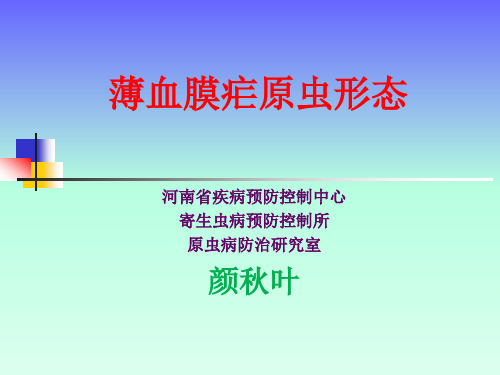 薄血膜疟原虫形态讲义