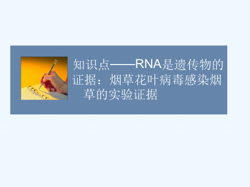 知识点 RNA是遗传物质的证据烟草花叶病毒感染烟草的实验证据