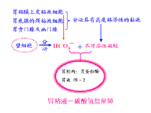 组织学与胚胎学各种屏障总结