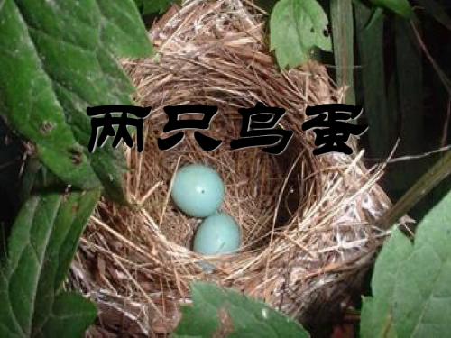 《两只鸟蛋》PPT课件5 (共30张PPT)