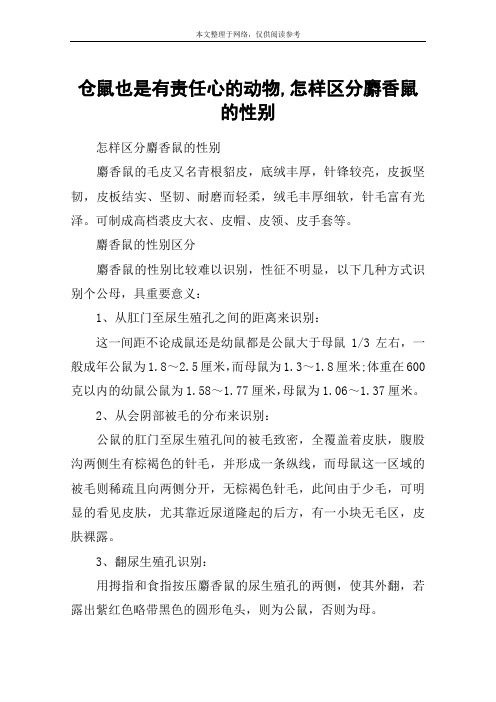 仓鼠也是有责任心的动物,怎样区分麝香鼠的性别