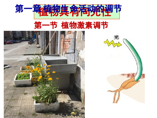 《第一节 植物激素调节》PPT课件(浙江省市级优课)