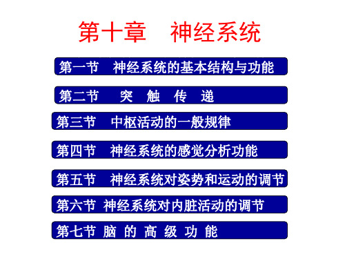 神经系统-文字版ppt课件