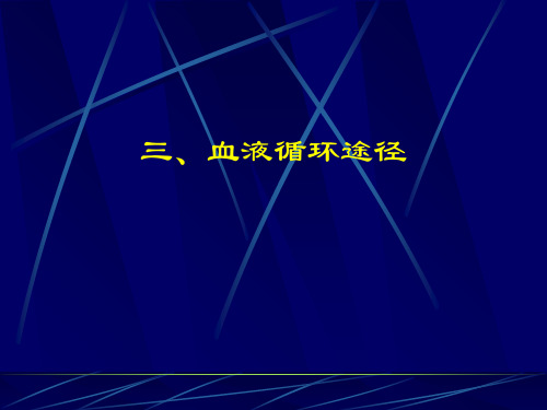 血液循环途径PPT课件 人教版