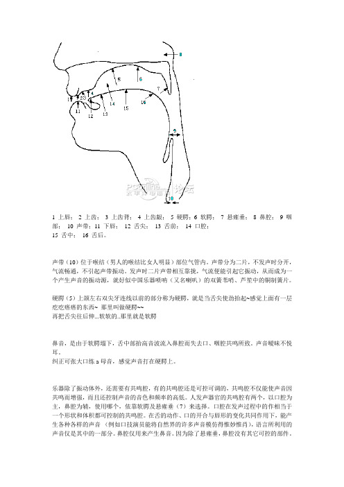 口腔中的各个发声器官的具体位置