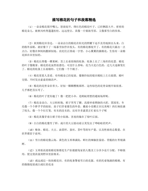 描写棉花的句子和段落精选
