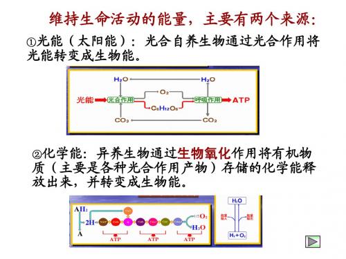 第七章 生物氧化